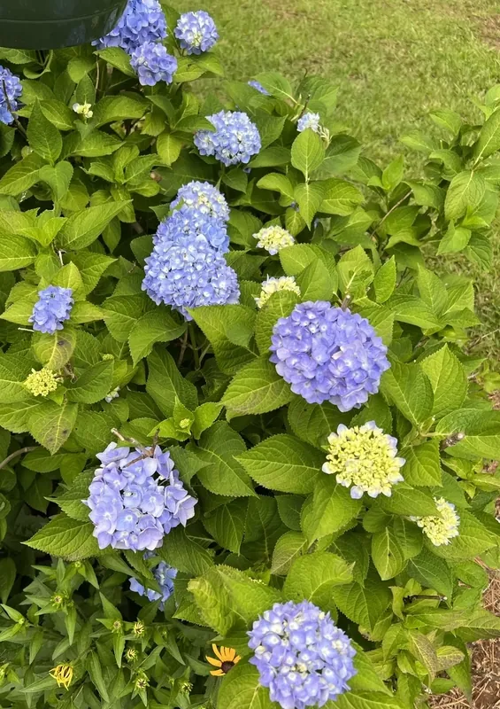 Expert shrub trimming, hedge trimming, and seasonal planting services for professional landscape maintenance in Peachtree City, Fayetteville, Newnan, and Tyrone, Georgia